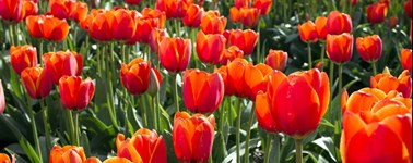 Sprightly Spring Sprightly Spring