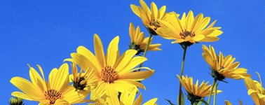 Hotel Vianen - Utrecht - Zomerdeal Hotel Vianen - Utrecht - Zomerdeal