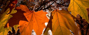 Hotel Houten - Utrecht - Lovely Autumn package (3 days) Hotel Houten - Utrecht - Lovely Autumn package (3 days)