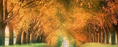 Hotel Den Haag - Nootdorp - Beautiful autumn arrangement 4 days Hotel Den Haag - Nootdorp - Beautiful autumn arrangement 4 days