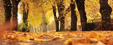 Herfst Break Herfst Break