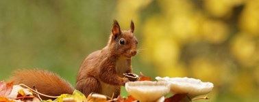 Hotel Emmeloord - Fabulous Fall Package - 4days Hotel Emmeloord - Fabulous Fall Package - 4days