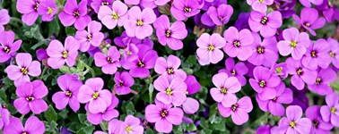 Hotel Emmeloord - Happy Spring Package Hotel Emmeloord - Happy Spring Package