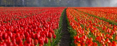 Hotel Emmeloord - Tulpen angebot Hotel Emmeloord - Tulpen angebot