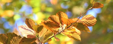 Hotel Emmeloord - Herbst Angebot Hotel Emmeloord - Herbst Angebot