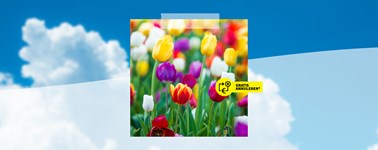 Frühjahrssonderangebot Frühjahrssonderangebot