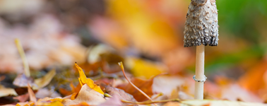 Heerlijk Herfst Heerlijk Herfst