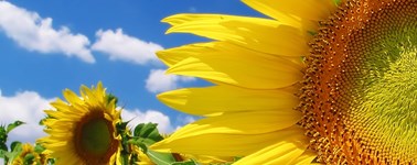 Hoog Zomer Arrangement Hoog Zomer Arrangement