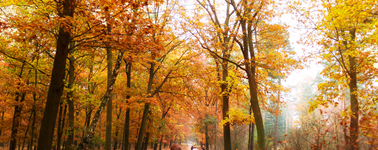 Herfstdeal Herfstdeal