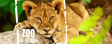 Hotel Heerlen - GaiaZOO (3days) Hotel Heerlen - GaiaZOO (3days)