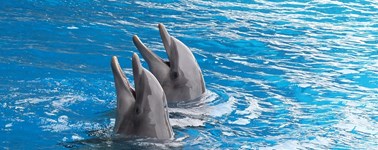 Dolfinarium Dolfinarium