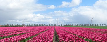 Tulpenroute Tulpenroute