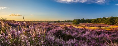 Hotel Harderwijk op de Veluwe - Cheerful Spring 3-days Hotel Harderwijk op de Veluwe - Cheerful Spring 3-days