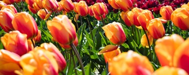 Tulpenroute Tulpenroute