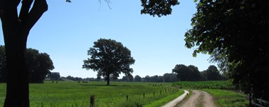 Hoog Zomer Hoog Zomer