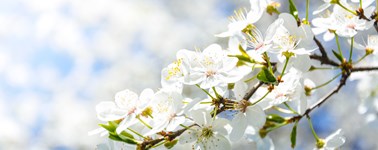 Hotel Hengelo - Twents Lente Arrangement Hotel Hengelo - Twents Lente Arrangement