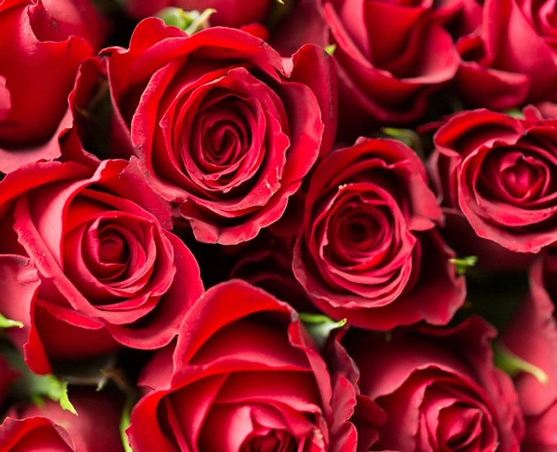 Verwen uw Valentijn! Verwen uw Valentijn!