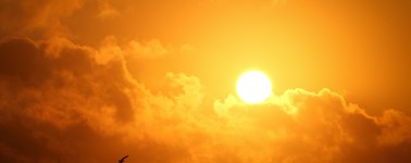 Hoog Zomer Hoog Zomer
