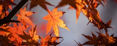 Herfstdeal Enschede Herfstdeal Enschede