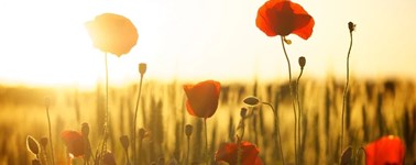 Hoogzomer Hoogzomer