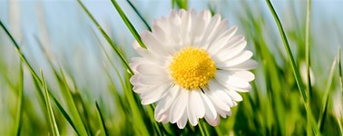 Hoog Zomer arrangement Hoog Zomer arrangement