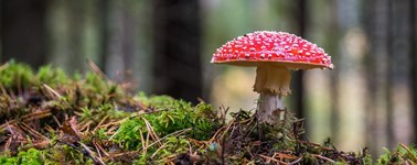Heerlijke Herfst 3-daags Heerlijke Herfst 3-daags