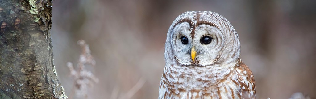 In het hart van de winter