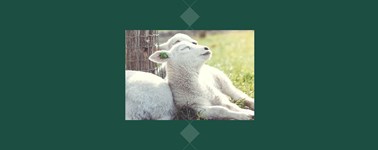 Frohes Frühjahr Frohes Frühjahr