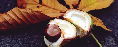 Heerlijke Herfst 4-daags Heerlijke Herfst 4-daags