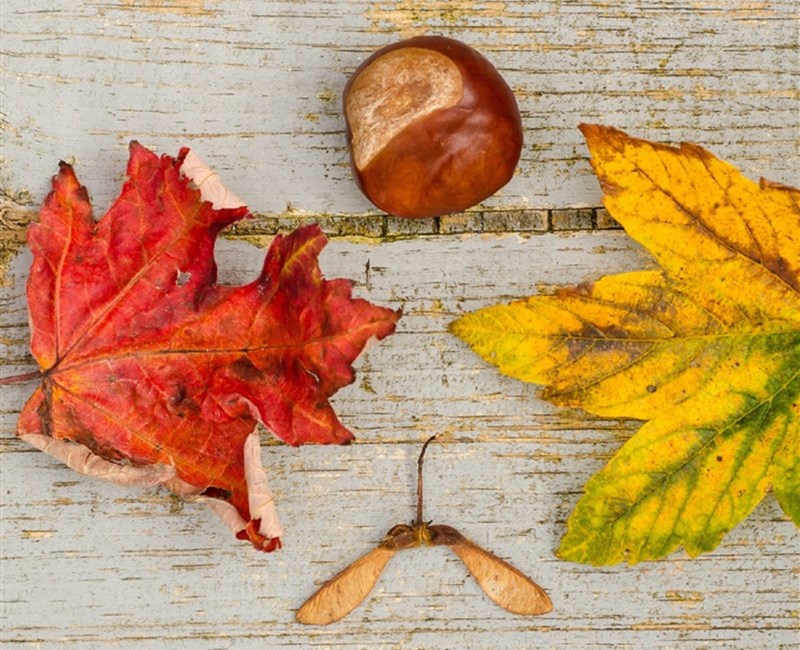 Herfstdeal Herfstdeal
