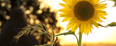 Hoogzomer 3-daags Hoogzomer 3-daags