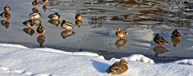 Hotel Oostzaan-Amsterdam - Winter arrangement 3 Tage Hotel Oostzaan-Amsterdam - Winter arrangement 3 Tage