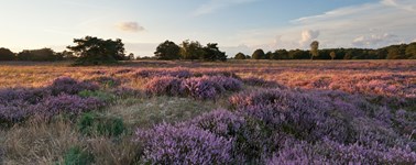 Hotel Spier-Dwingeloo - Hoog Zomer 3-daags Hotel Spier-Dwingeloo - Hoog Zomer 3-daags