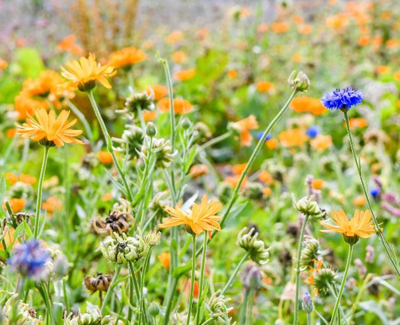 Hoog Zomer Arrangement Hoog Zomer Arrangement