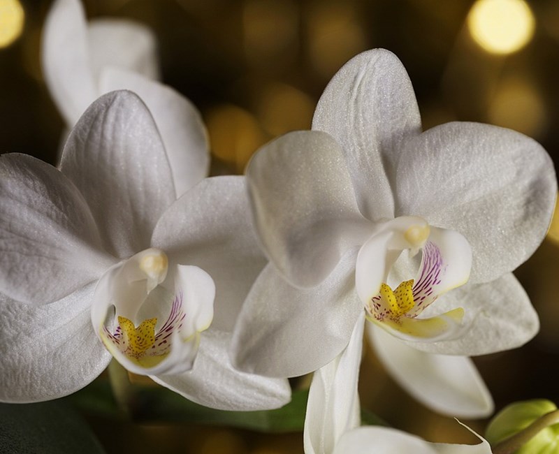 Orchideeëntuin Haren Orchideeëntuin Haren