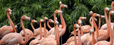 Van der Valk Avifauna - Hochsommer 3-tägige Arrangement Van der Valk Avifauna - Hochsommer 3-tägige Arrangement