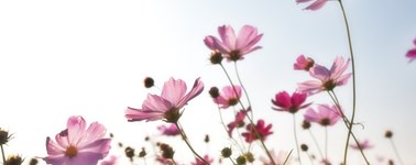 Hoog Zomer arrangement Hoog Zomer arrangement