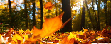Hotel Akersloot / A9 Alkmaar - Autumn package 3 days Hotel Akersloot / A9 Alkmaar - Autumn package 3 days