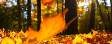 Herfstdeal Herfstdeal