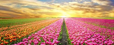 Hotel Akersloot / A9 Alkmaar - Sprightly Spring package 4 days Hotel Akersloot / A9 Alkmaar - Sprightly Spring package 4 days