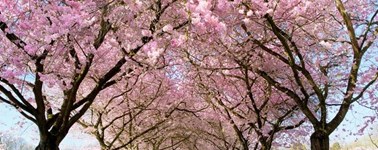 Hotel Akersloot / A9 Alkmaar - Sprightly Spring package 4 days Hotel Akersloot / A9 Alkmaar - Sprightly Spring package 4 days
