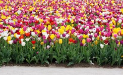 Sprightly Spring 3-day package Sprightly Spring 3-day package