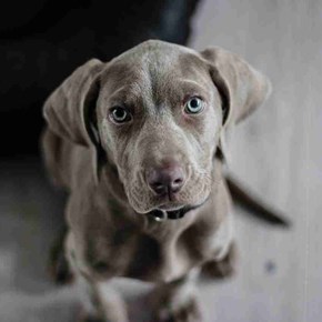 Honden