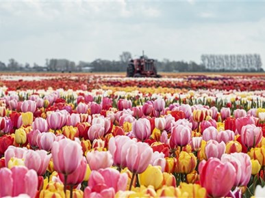 Ontdek de bollenstreek