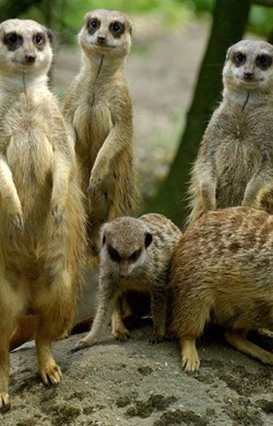 Burgers' Zoo