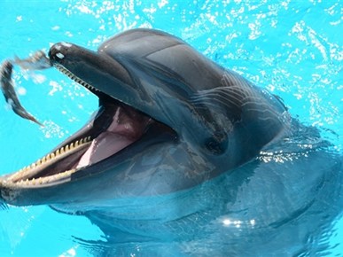 Dolfinarium