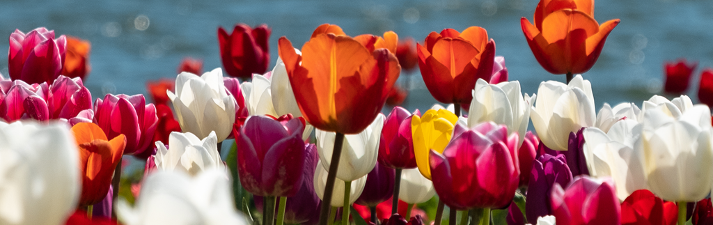 Fröhlicher Frühling