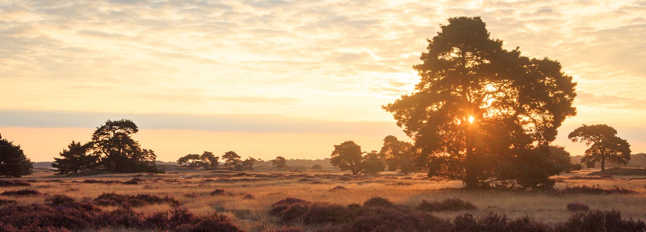 Experience and discover the Veluwe