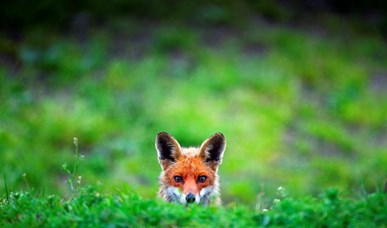 Natur