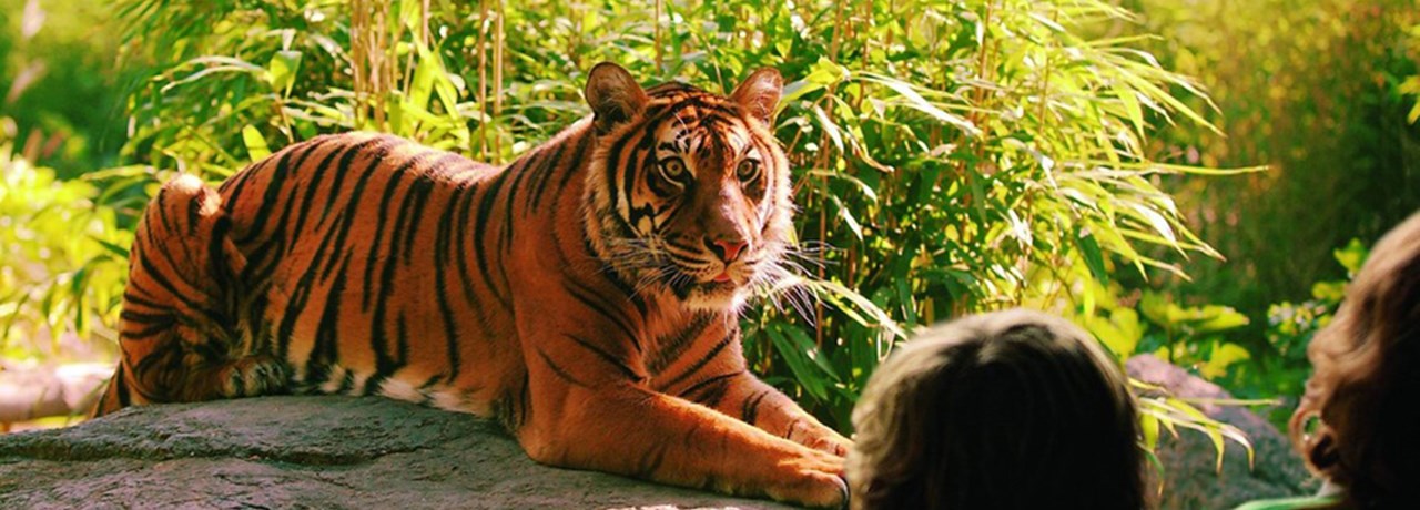 ROTTERDAM BLIJDORP ZOO EXPERIENCE